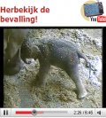 El parto de una elefanta retransmitido en directo logra triplicar las visitas a un zoo