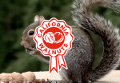Una ardilla, nueva mascota de Nueces de California