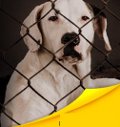 Pedigree activa una gran campaña para fomentar la adopción de perros
