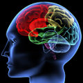 Quid incluye la "netnografía" y el neuromarketing en sus investigaciones