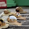 Lo último en apuestas, carreras de caracoles