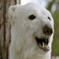 Santalucía recupera al oso en su comunicación 