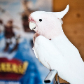 Unos loros adiestrados promocionarán una película de Sony