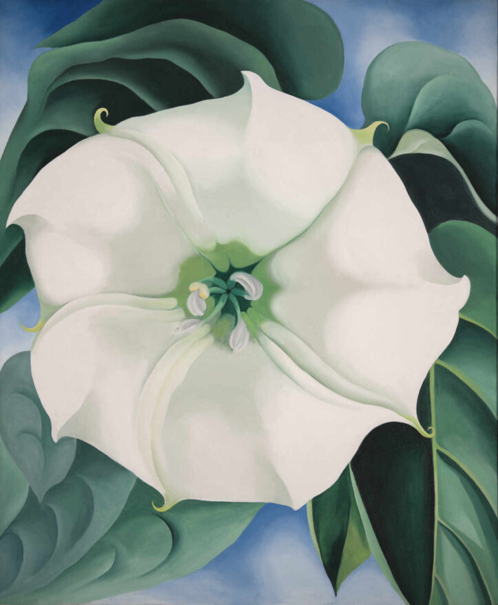 'Estramonio. Flor Blanca'. Georgia O’Keeffe. 'Estramonio. Flor Blanca'. Georgia O’Keeffe.