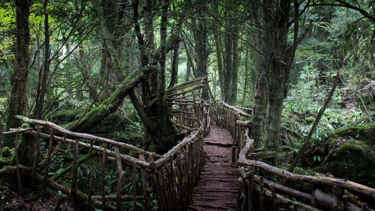 Los ocho bosques más insólitos y mágicos del mundo, a través de Google Earth