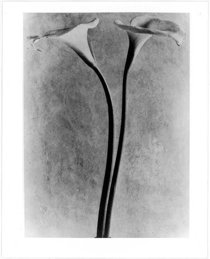Calas, c. 1925/Tina Modotti Calas, c. 1925/Tina Modotti